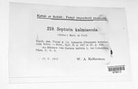 Septoria kalmiaecola image